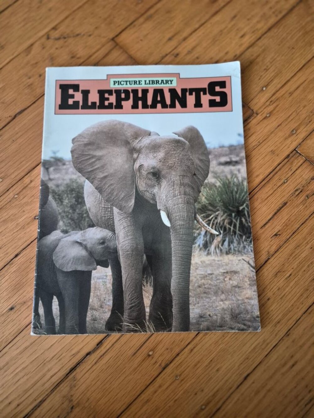 Picture Library Elephants